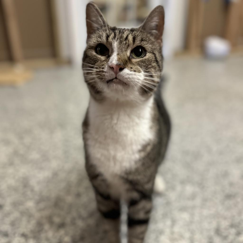 Lady, an adoptable Domestic Short Hair in Nowata, OK, 74048 | Photo Image 3