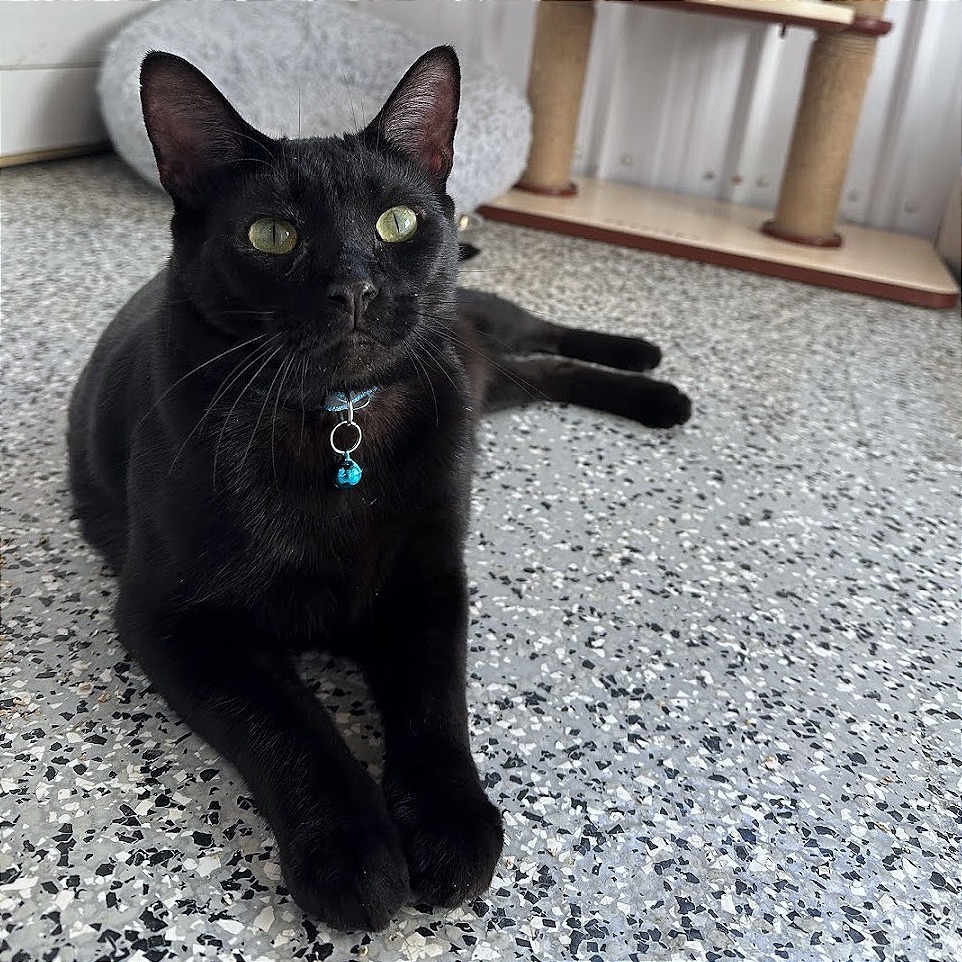 Neo, an adoptable Domestic Short Hair in Nowata, OK, 74048 | Photo Image 1