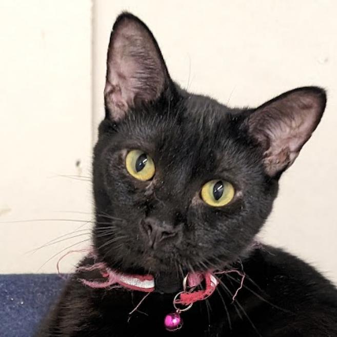 Neo, an adoptable Domestic Short Hair in Nowata, OK, 74048 | Photo Image 3