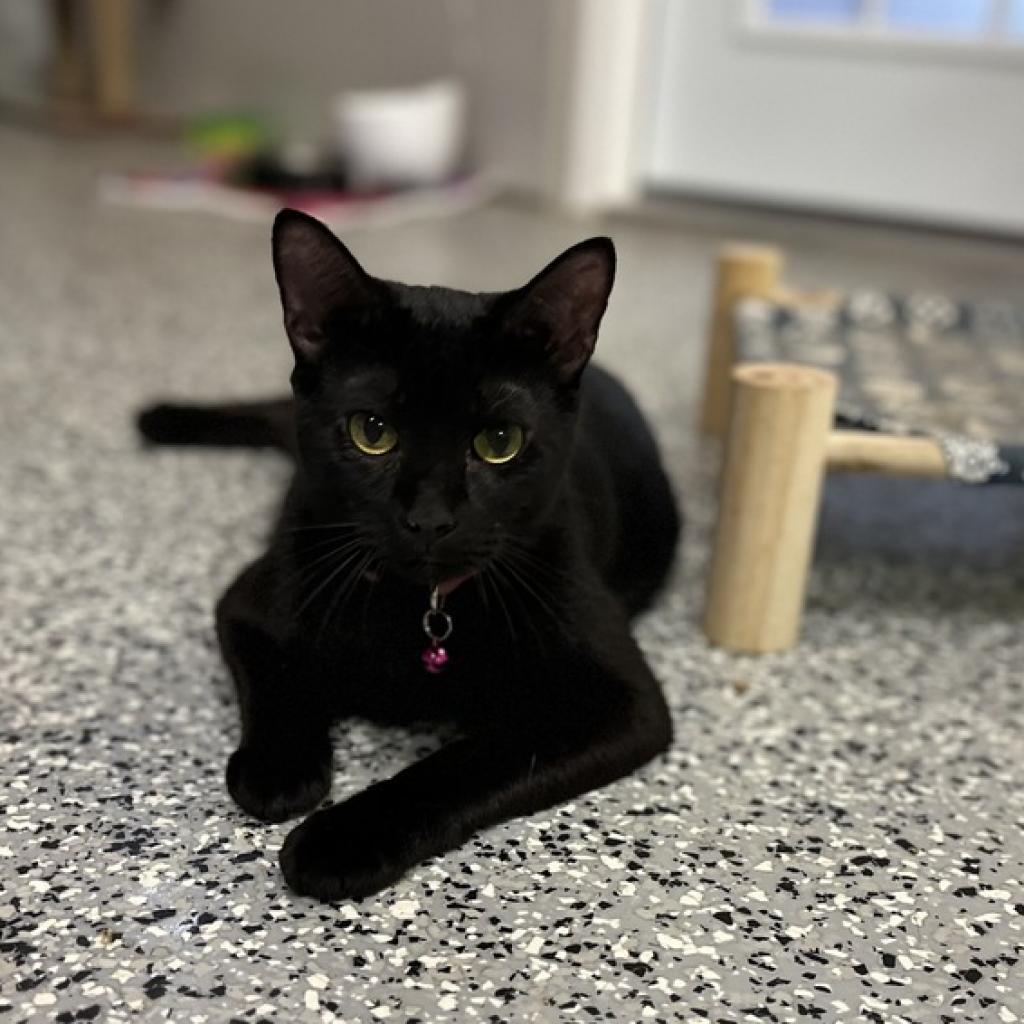 Neo, an adoptable Domestic Short Hair in Nowata, OK, 74048 | Photo Image 3