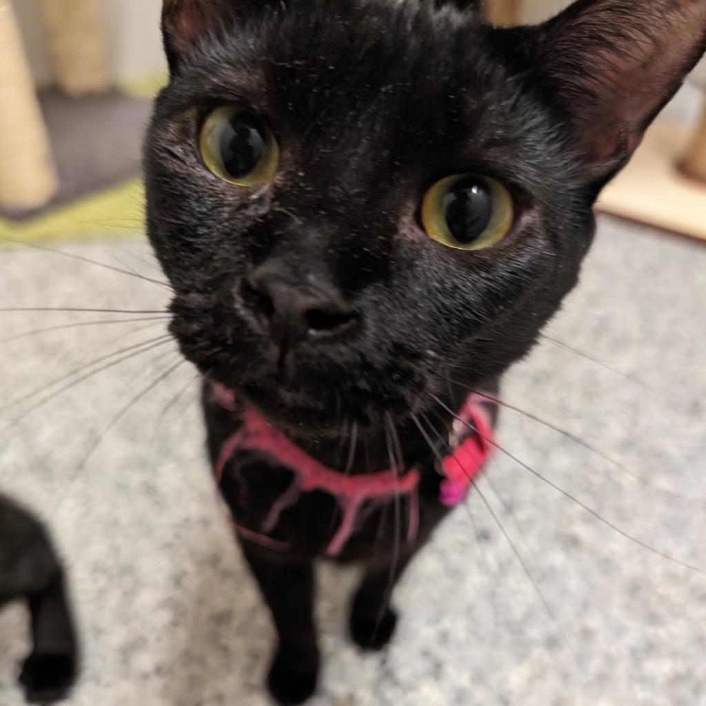 Neo, an adoptable Domestic Short Hair in Nowata, OK, 74048 | Photo Image 4