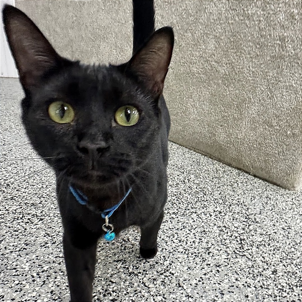 Neo, an adoptable Domestic Short Hair in Nowata, OK, 74048 | Photo Image 4