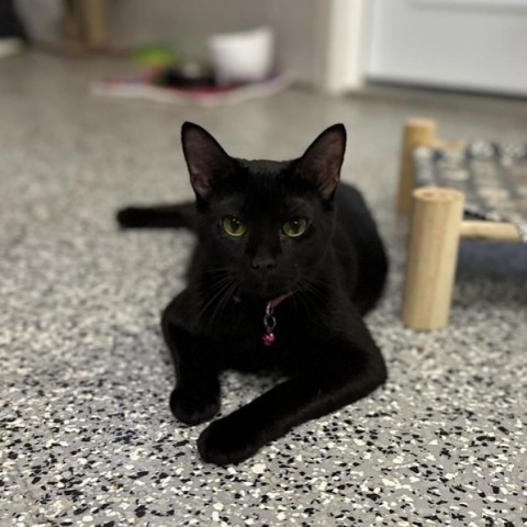 Neo, an adoptable Domestic Short Hair in Nowata, OK, 74048 | Photo Image 5