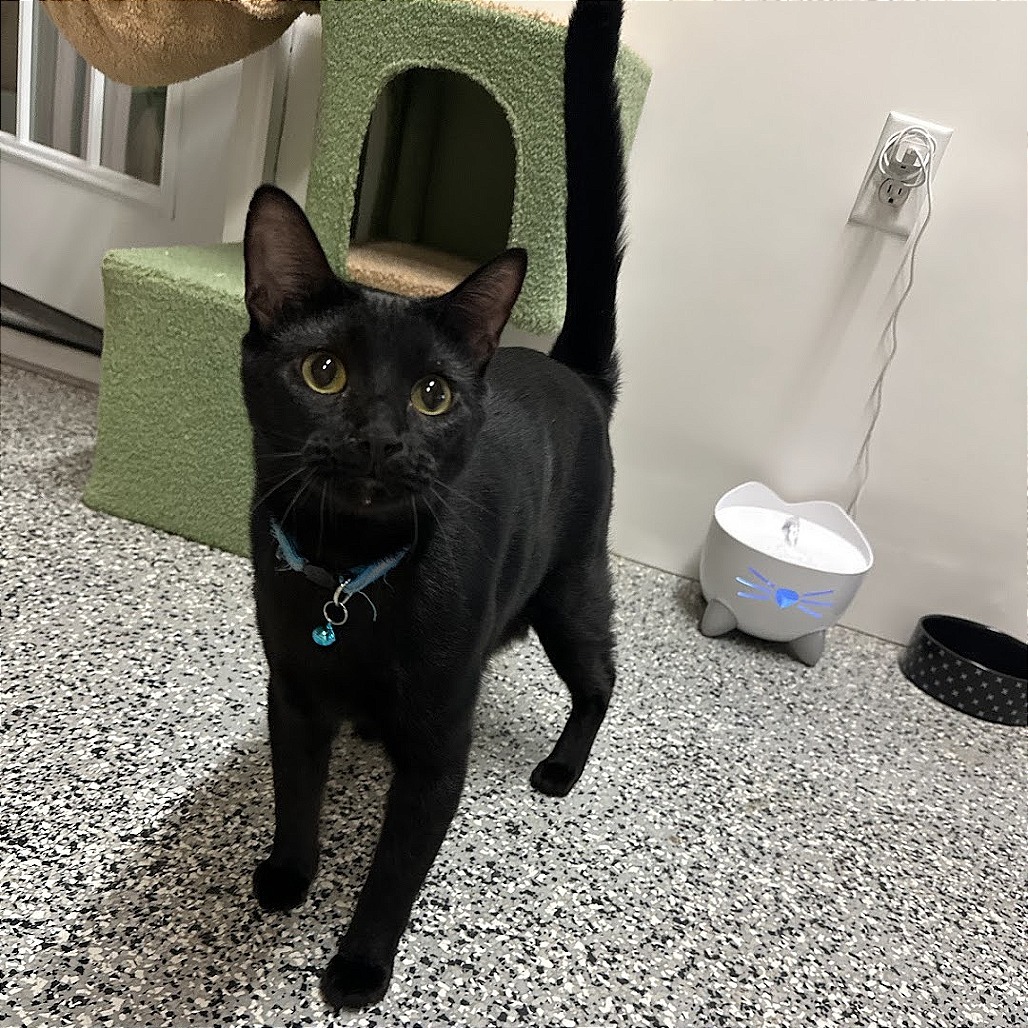 Neo, an adoptable Domestic Short Hair in Nowata, OK, 74048 | Photo Image 5