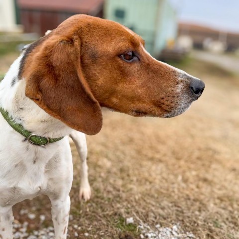 Franky, an adoptable Foxhound in Nowata, OK, 74048 | Photo Image 2