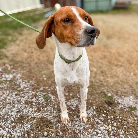 Franky, an adoptable Foxhound in Valley Village, CA, 91607 | Photo Image 6