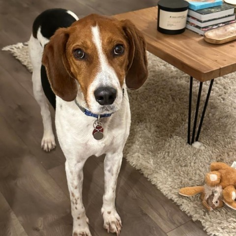 Franky, an adoptable Foxhound in Nowata, OK, 74048 | Photo Image 6