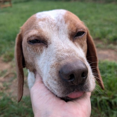 Lee, an adoptable Beagle in Nowata, OK, 74048 | Photo Image 1