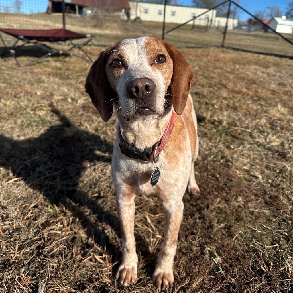 Lee, an adoptable Beagle in Nowata, OK, 74048 | Photo Image 1