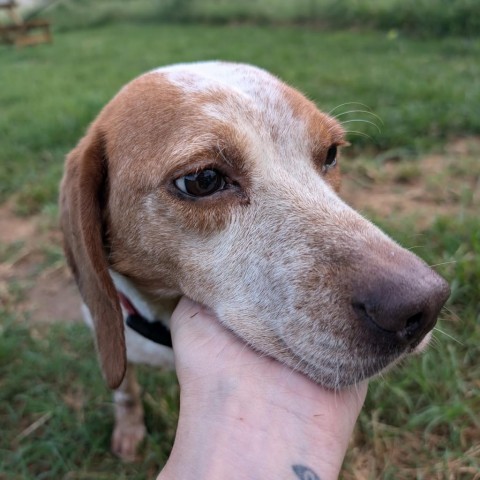 Lee, an adoptable Beagle in Nowata, OK, 74048 | Photo Image 2