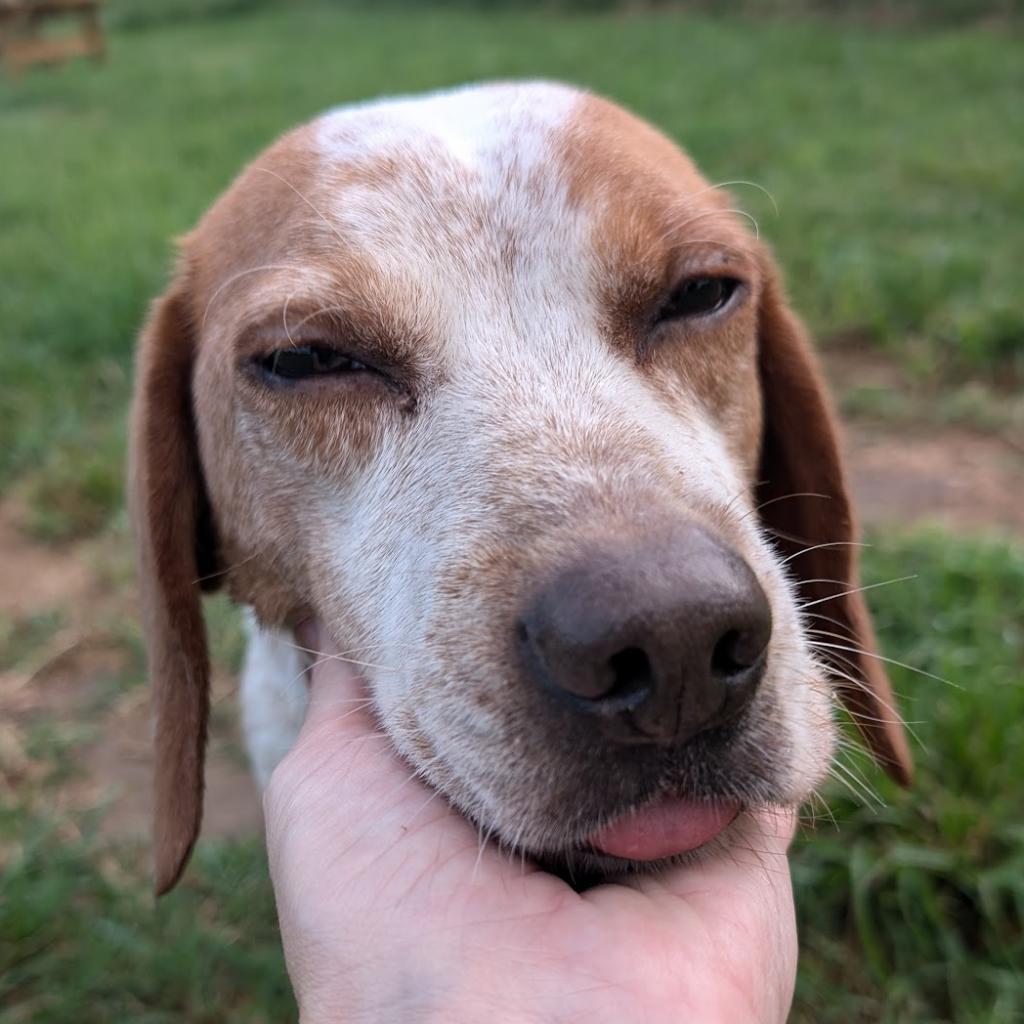 Lee, an adoptable Beagle in Nowata, OK, 74048 | Photo Image 2