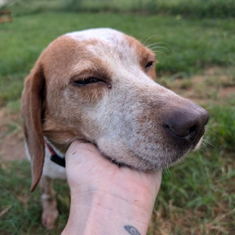 Lee, an adoptable Beagle in Nowata, OK, 74048 | Photo Image 3