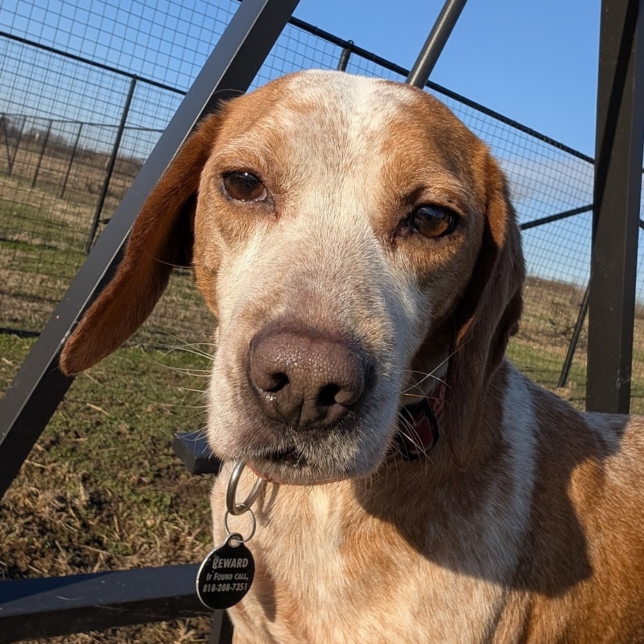 Lee, an adoptable Beagle in Nowata, OK, 74048 | Photo Image 3