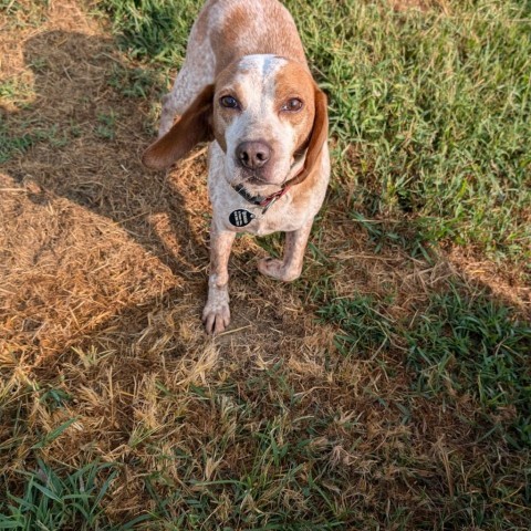 Lee, an adoptable Beagle in Nowata, OK, 74048 | Photo Image 4