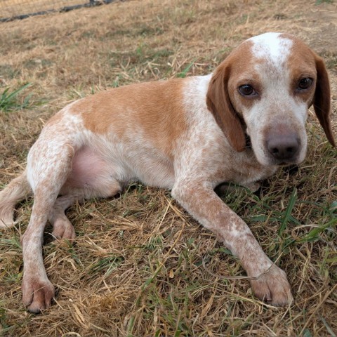 Lee, an adoptable Beagle in Nowata, OK, 74048 | Photo Image 5