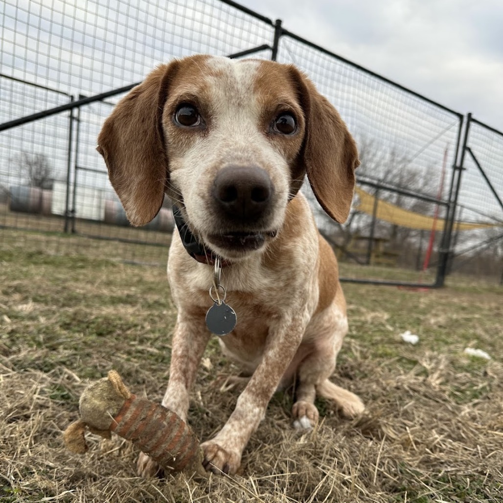 Lee, an adoptable Beagle in Nowata, OK, 74048 | Photo Image 5