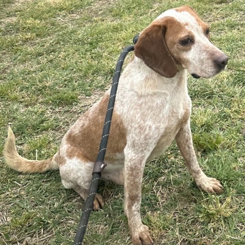 Lee, an adoptable Beagle in Nowata, OK, 74048 | Photo Image 6