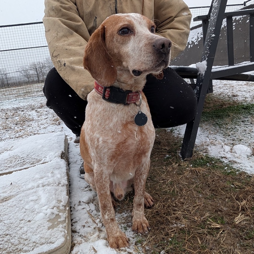 Lee, an adoptable Beagle in Nowata, OK, 74048 | Photo Image 6