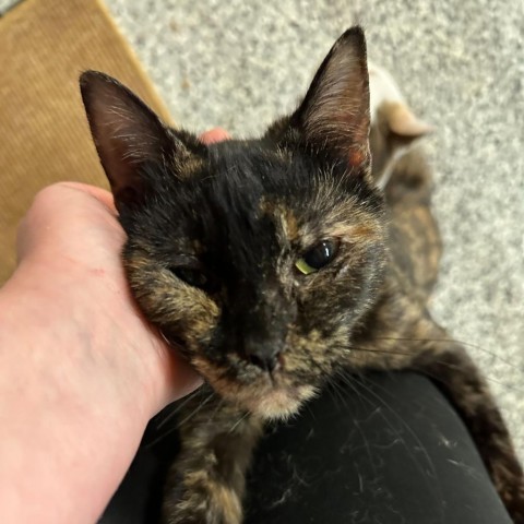 Fancy, an adoptable Domestic Short Hair in Nowata, OK, 74048 | Photo Image 2