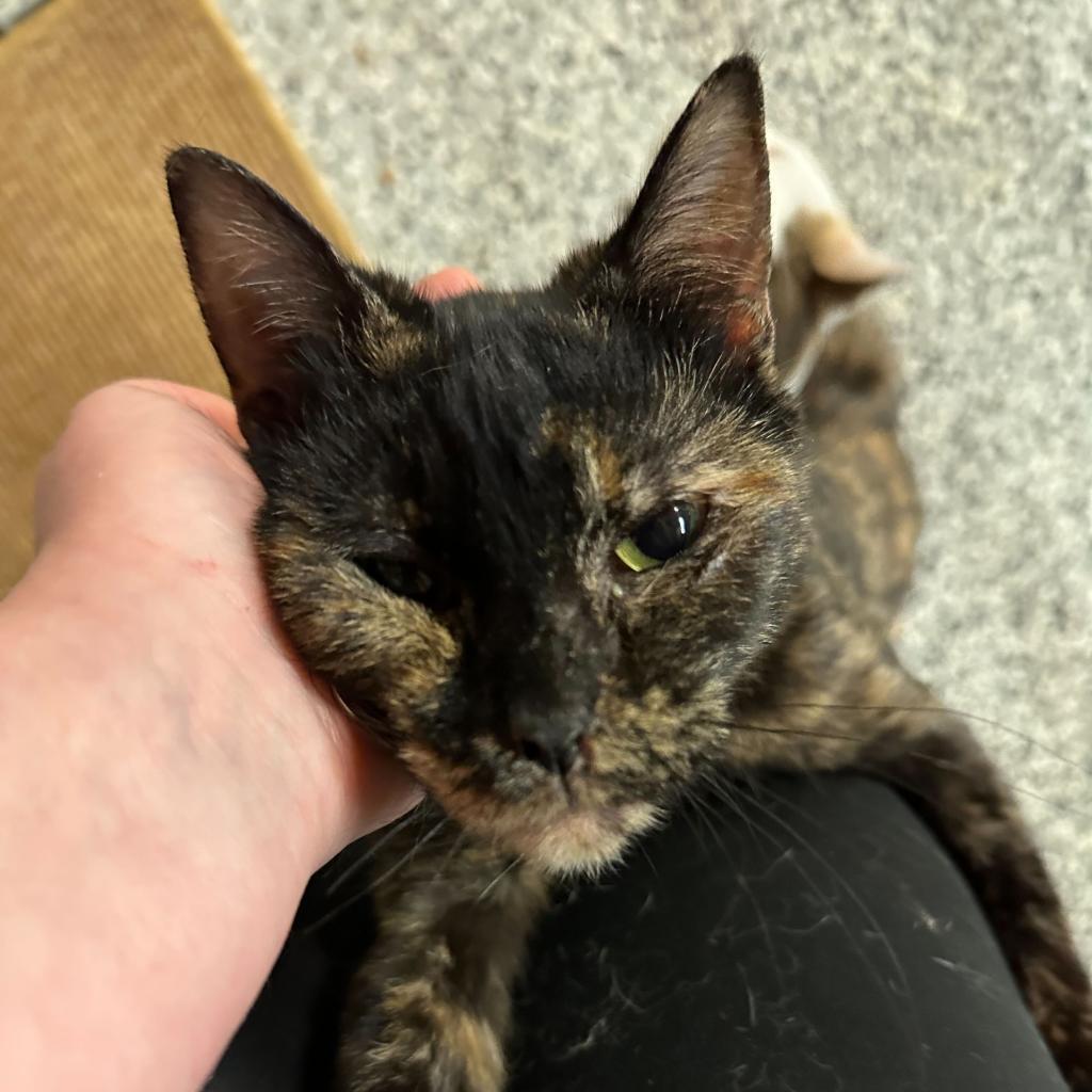 Fancy, an adoptable Domestic Short Hair in Nowata, OK, 74048 | Photo Image 5