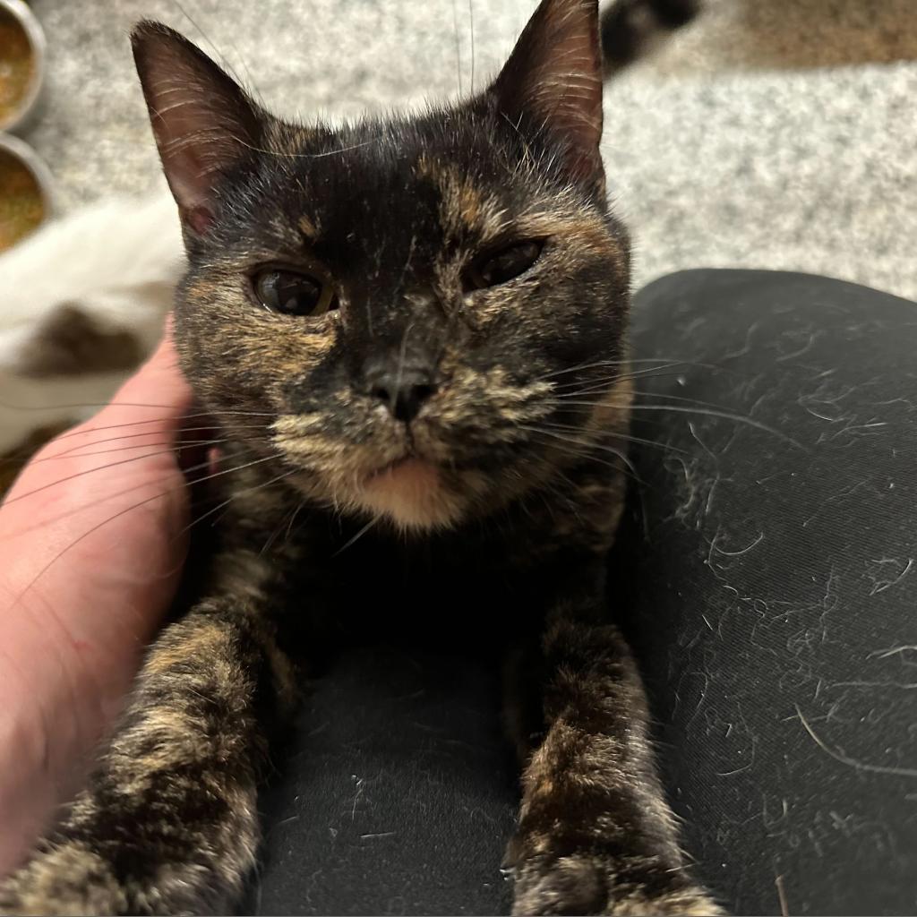 Fancy, an adoptable Domestic Short Hair in Nowata, OK, 74048 | Photo Image 5