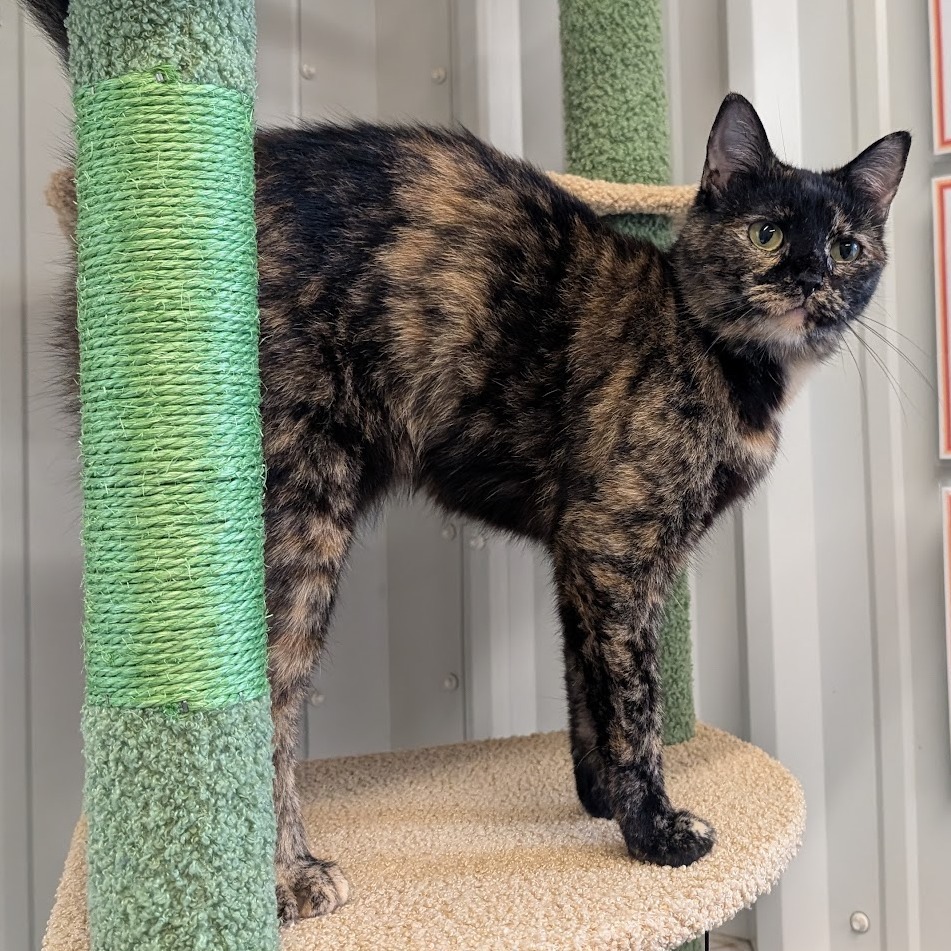 Fancy, an adoptable Domestic Short Hair in Nowata, OK, 74048 | Photo Image 6