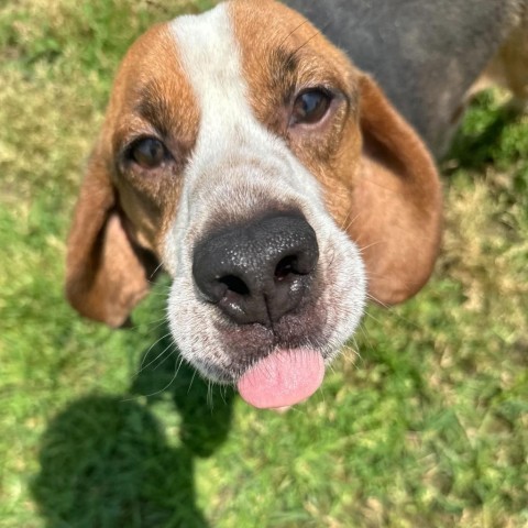 Doug, an adoptable Beagle in Nowata, OK, 74048 | Photo Image 1