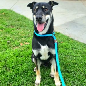 I WAS FOUND AT 100 BLK PINE AVE LONG BEACH CA 90806 IN LONG BEACHMy adoption evaluation date is 02