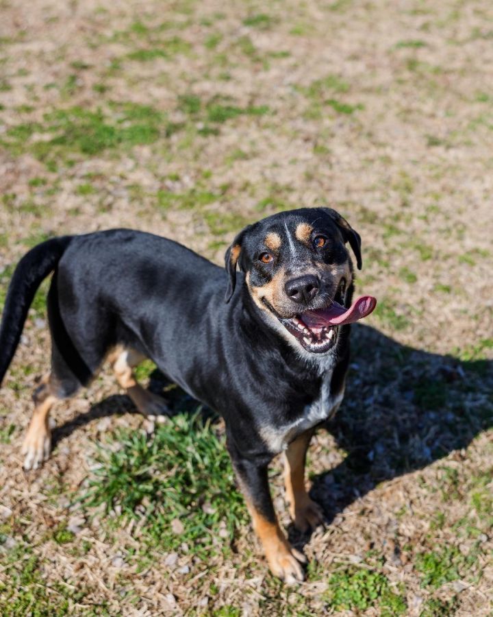 Sandy creek dog store sanctuary