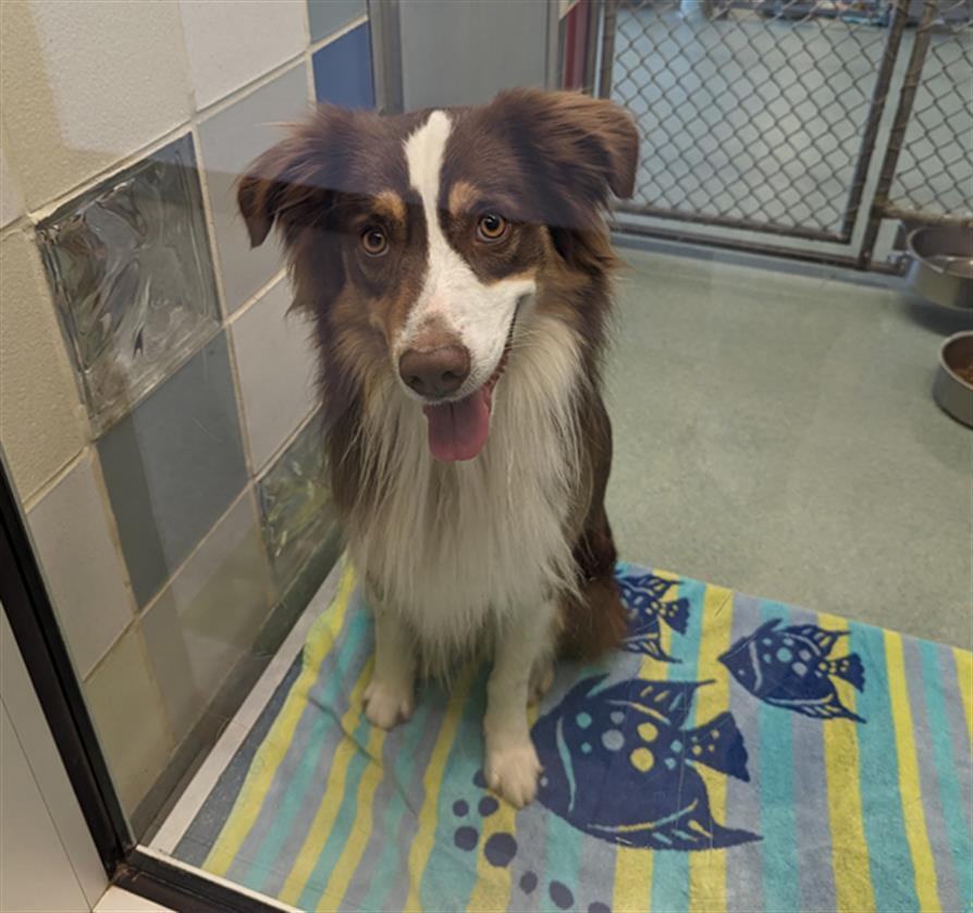 Dog for adoption - Koko A197728, a Border Collie in Plano, TX | Petfinder