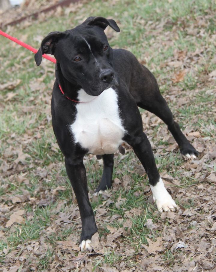 Dog for adoption - Betty (Empty-Nester) (Photos 2/13/2024), a Pit Bull ...