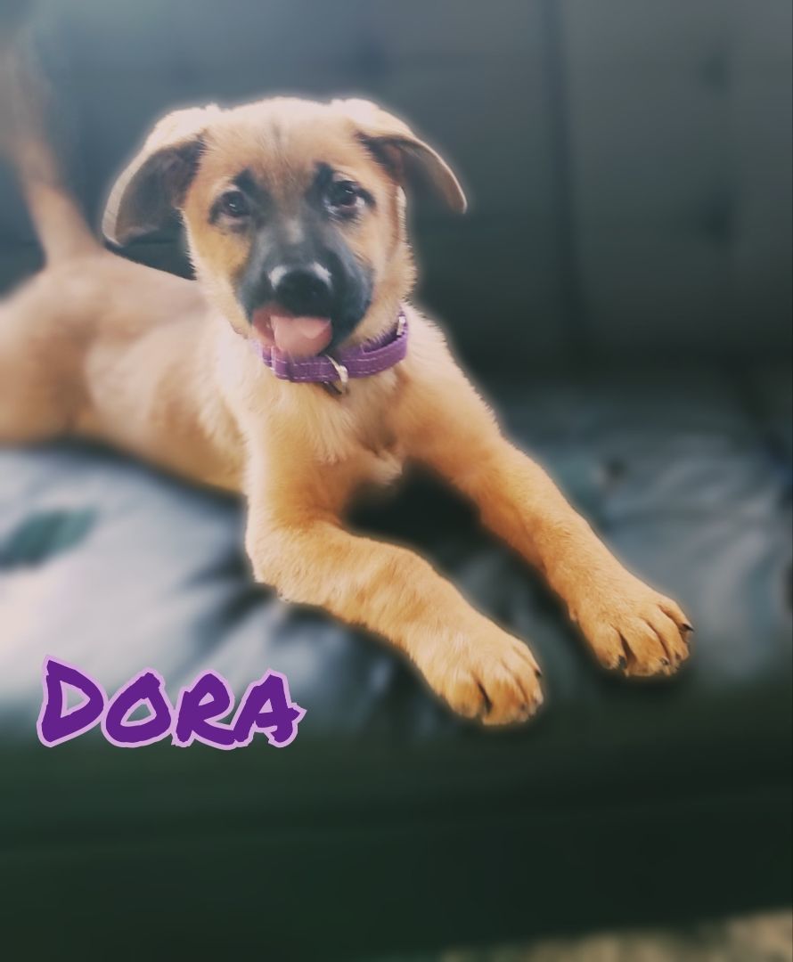 Dora-I2388