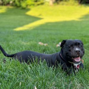 Capone, Adult Male American Staffordshire Terrier