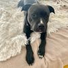 Capone photo 3