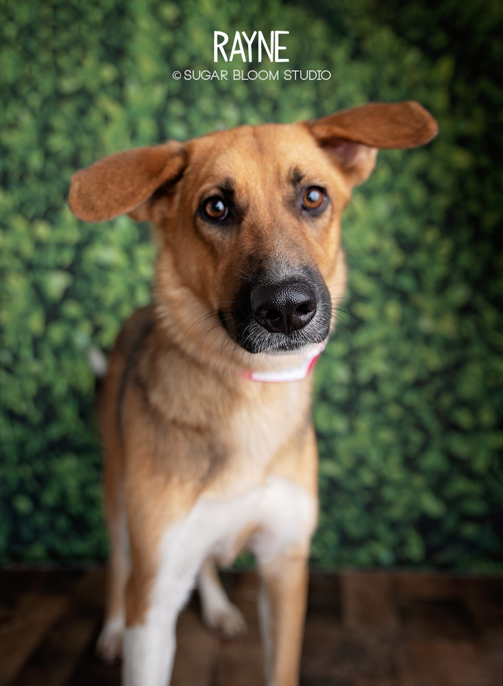 Rayne, an adoptable German Shepherd Dog, Hound in Littleton, CO, 80126 | Photo Image 1