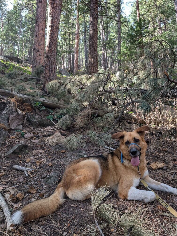 Rayne, an adoptable German Shepherd Dog, Hound in Littleton, CO, 80126 | Photo Image 2