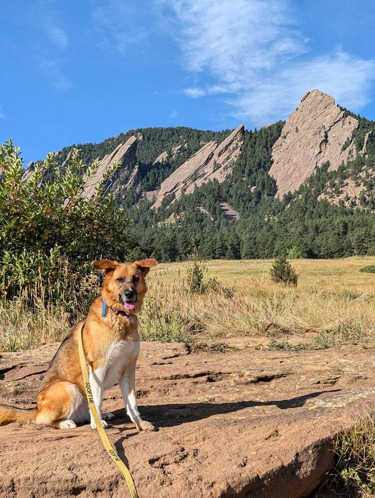Rayne, an adoptable German Shepherd Dog, Hound in Littleton, CO, 80126 | Photo Image 3
