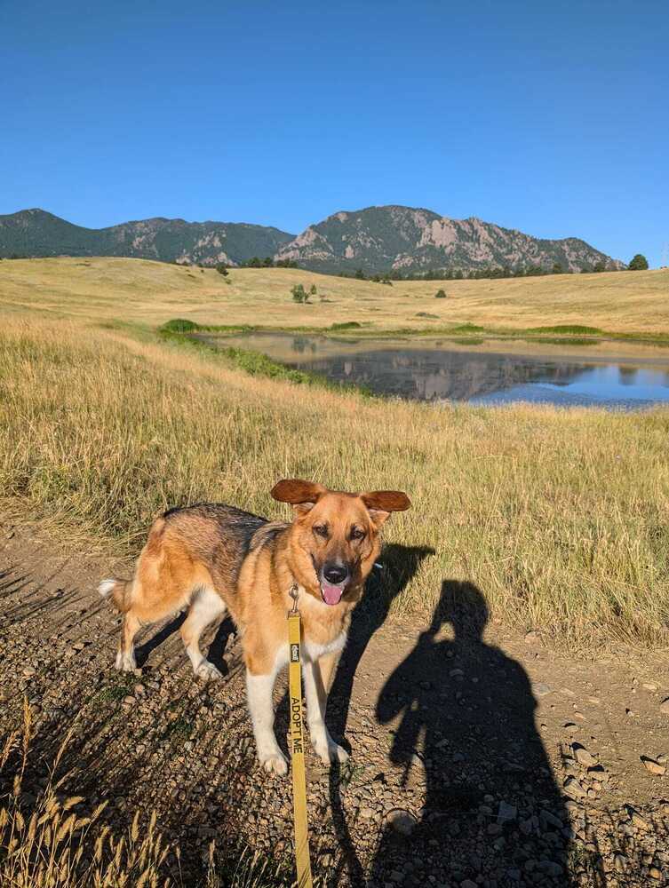 Rayne, an adoptable German Shepherd Dog, Hound in Littleton, CO, 80126 | Photo Image 4