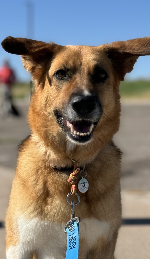 Rayne, an adoptable German Shepherd Dog, Hound in Littleton, CO, 80126 | Photo Image 5