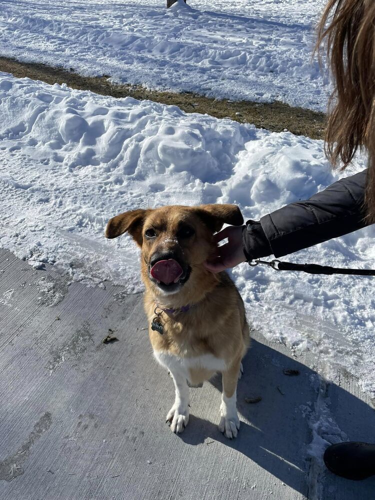 Rayne, an adoptable German Shepherd Dog, Hound in Littleton, CO, 80126 | Photo Image 6