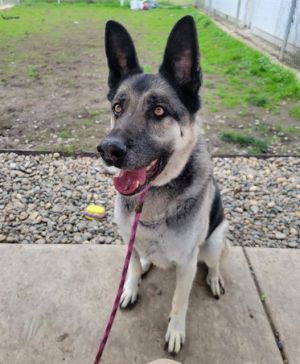 Petfinder german shepherd store puppies