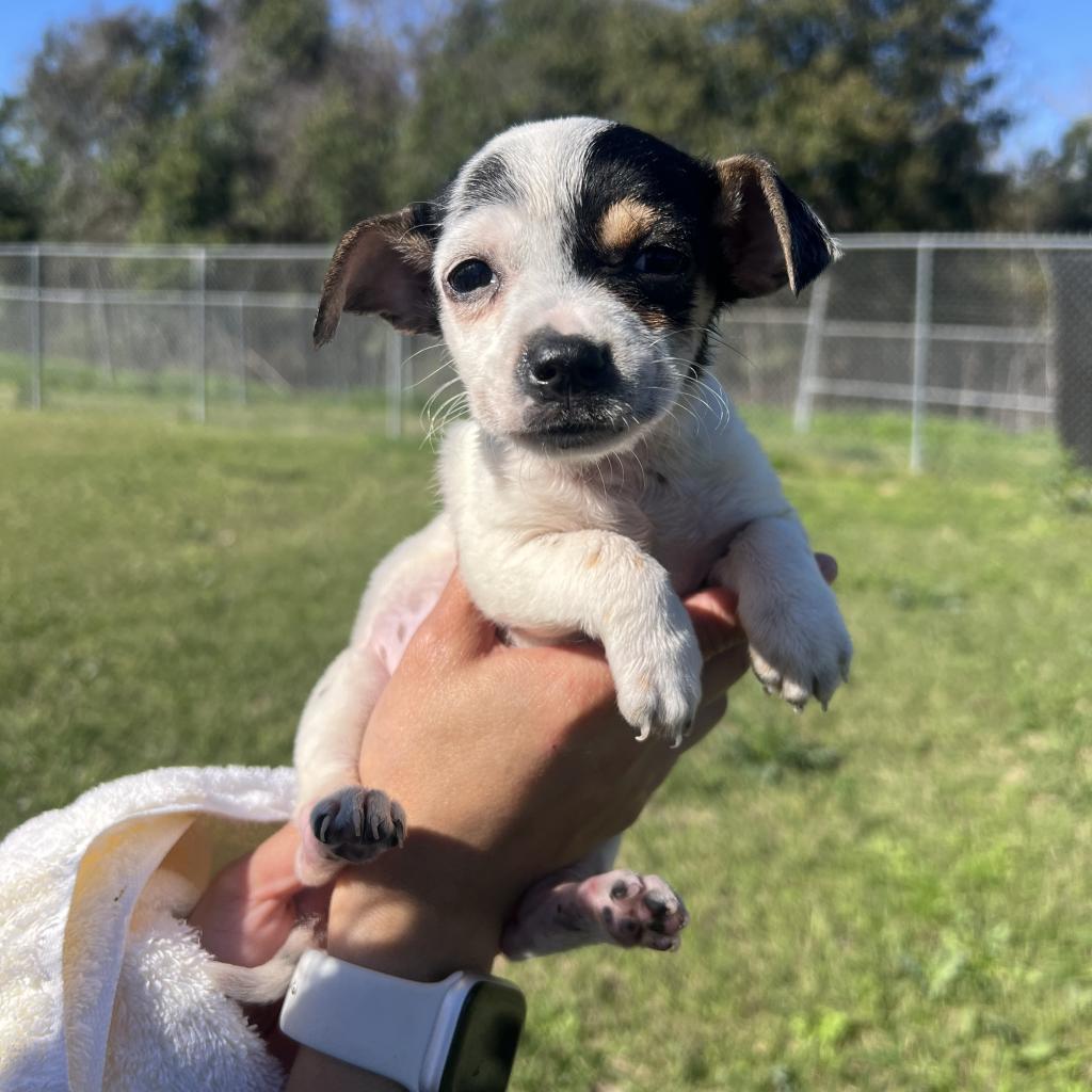 Dog for adoption - Cadbury, a Chihuahua Mix in Jerome, ID | Petfinder