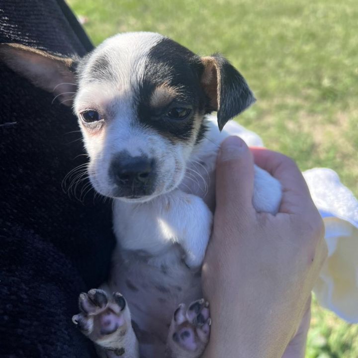 Dog For Adoption - Cadbury, A Chihuahua Mix In Jerome, Id 