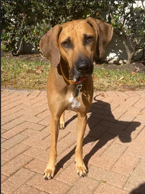 Dog for adoption - FIONA, a Redbone Coonhound & Rhodesian Ridgeback Mix ...