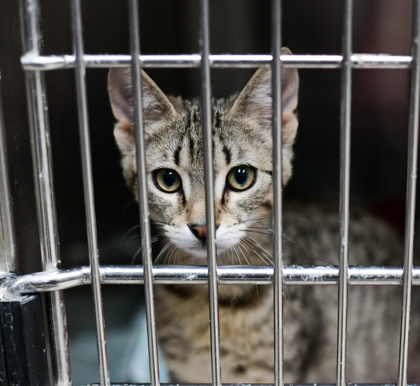 Hermosa, an adoptable Domestic Short Hair in Pendleton, OR, 97801 | Photo Image 1