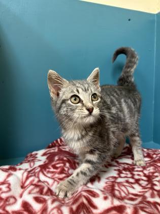 Hermosa, an adoptable Domestic Short Hair in Pendleton, OR, 97801 | Photo Image 2