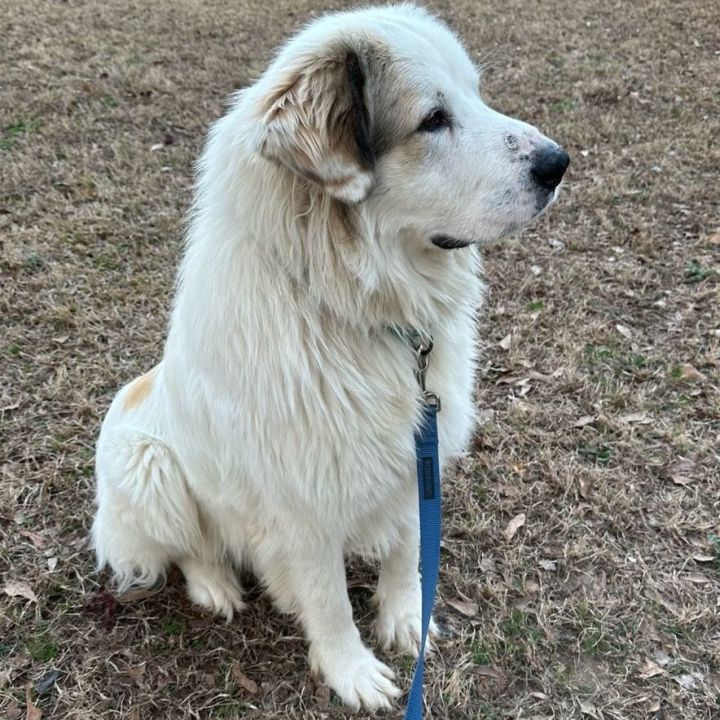 Great pyrenees of hot sale atlanta