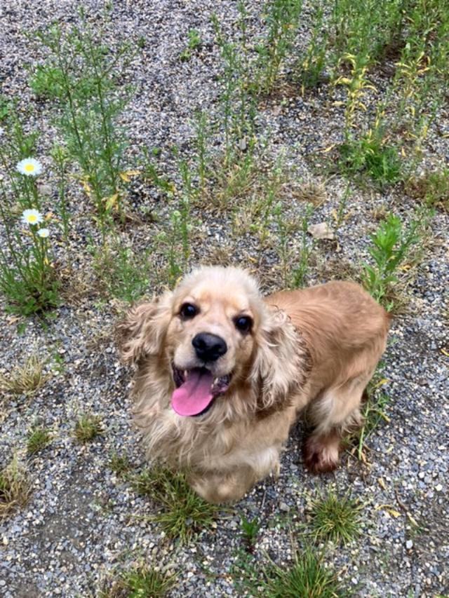 Petfinder best sale cocker spaniel