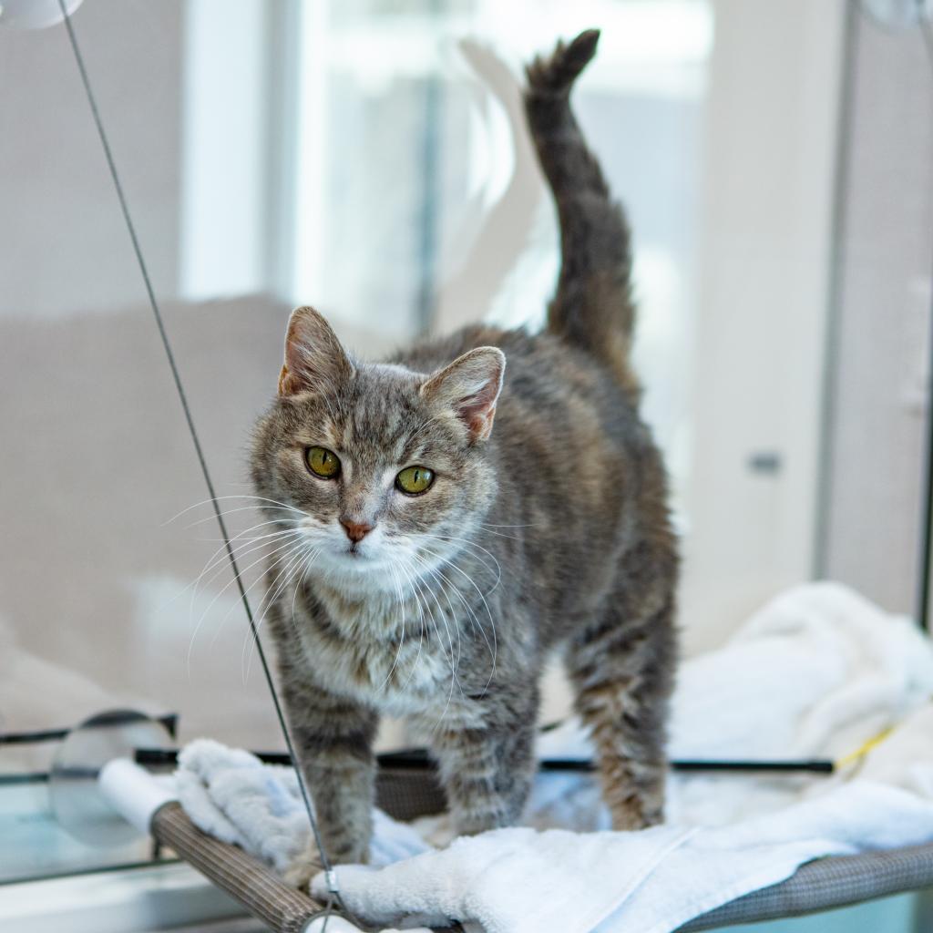 Zoom Zoom, an adoptable Domestic Medium Hair in St. Helena, CA, 94574 | Photo Image 1