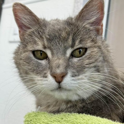 Zoom Zoom, an adoptable Domestic Medium Hair in St. Helena, CA, 94574 | Photo Image 2